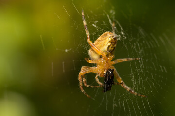 close-up shot of a spider in its natural habitat