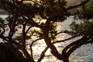 Mediterranean pine trees framing golden sunset over calm sea