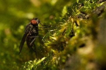 A fly in its natural habitat
