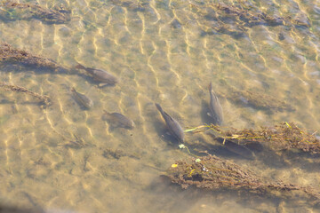 Common carp swimming in shallow water of river or lake