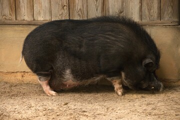 pig in the farmer