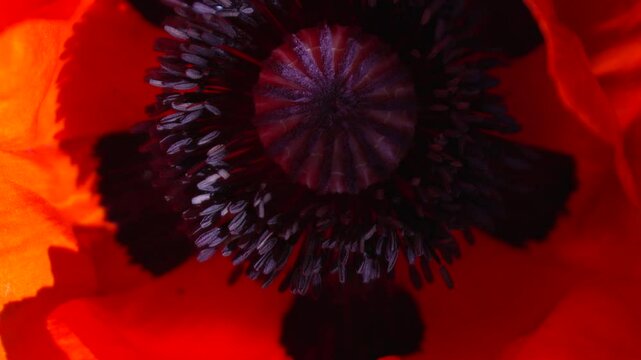 Close-Up of a Poppy's Innermost Parts