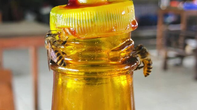 fotage of bees eating soy sauce at a chicken noodle/meatball restaurant in Indonesia