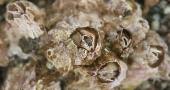 Crustacea Balanus sp. species of acorn barnacle, family Balanidae. You can see the skin from the moult that he is getting rid of. White sea