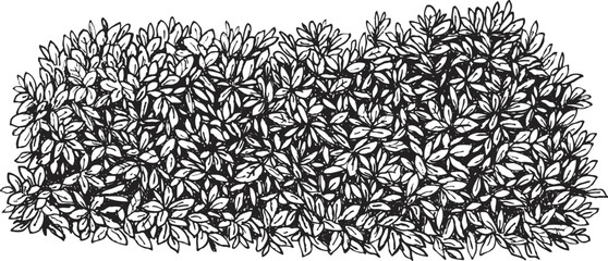 Hand draw sketch bush shrub in monochrome color. Vector illustration garden plant isolated on white background.