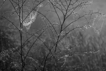 Spider webs hanging on thin branches create a serene and mysterious atmosphere in mist. The black-and-white color palette enhances the detail, emphasizing the delicate and intricate threads.