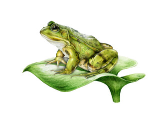 Realistic green frog on a river plant leaf side view illustration in vintage style on white background. Ideal for nature designs, wildlife themes, wildlife decor, kids projects and botanical ar