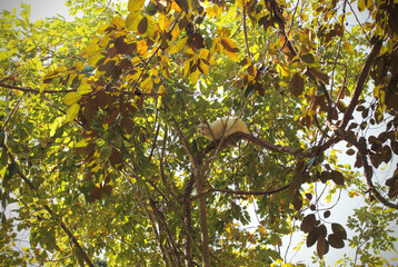 Thai animals - Thai stray cat or Siamese cats that are white are playing and climbing up trees.