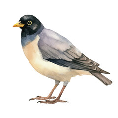 watercolor Myna isolated white background