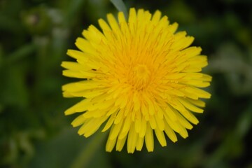 yellow flower of a dandelion