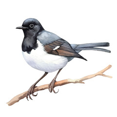 watercolor Magpie Robin isolated white background