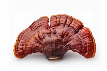 Red reishi Mushroom (Lingzhi) isolated on white background with clapping path full of depth 