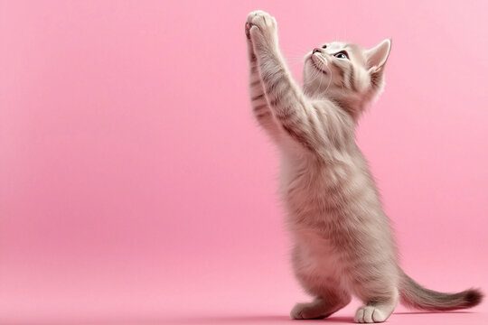playful kitten reaching up against pink background, showcasing its adorable features and lively spirit