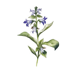 watercolor Lobelia isolated white background