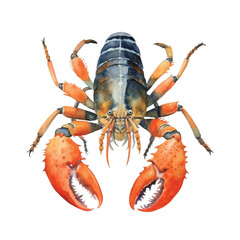 watercolor Lobster isolated white background