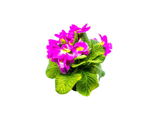 Pinke Primel Topfblume