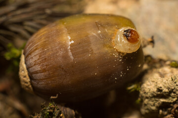 close-up shot of larva and acorn