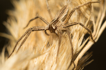 close-up shot of a spider in its natural habitat
