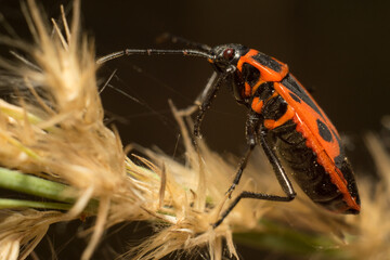 close-up shot of a beetle in its natural habitat
