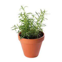 Rosemary plant in pot isolated on white. Aromatic herb