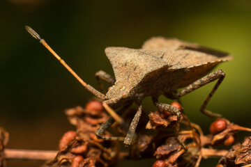 close-up shot of a beetle in its natural habitat
