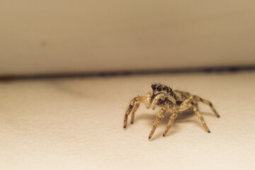 close-up shot of a spider in its natural habitat