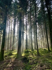 Sonnenstrahlen im Mooswald