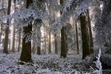 Sonnenstrahlen im Winterwald