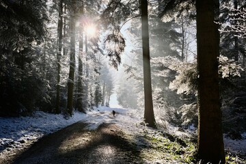 Sonnenstrahlen im Winterwald