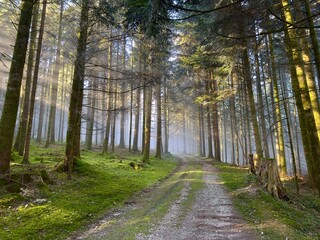 Sonnenstrahlen im Wald