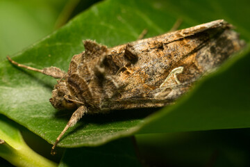 close-up shot of a moth
