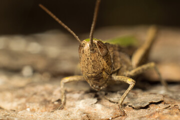 close-up shot of a colorful grasshopper
