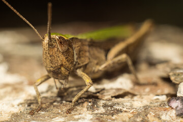 close-up shot of a colorful grasshopper
