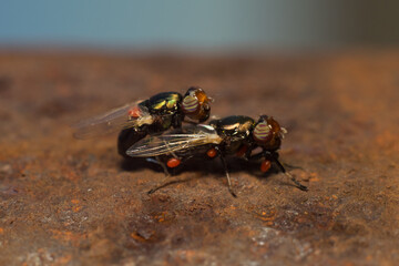 A fly in its natural habitat
