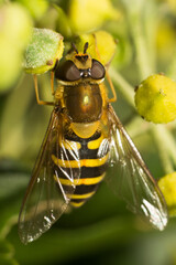 Close-up of a hoverfly on a flower
