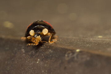 close-up smiley of a ladybug in nature
