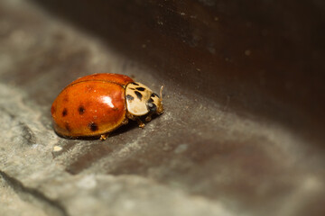 close-up smiley of a ladybug in nature