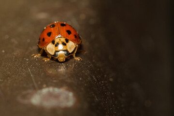 close-up smiley of a ladybug in nature