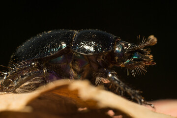 forest beetle in its natural habitat
