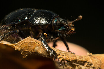 forest beetle in its natural habitat
