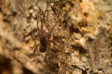 close-up shot of a spider in its natural habitat