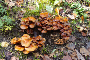 Cluster of Wild Mushrooms Growing in a Forest Among Autumn Leaves