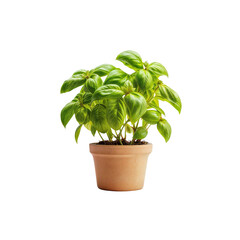 Naklejka premium Basil in a terracotta pot: a vibrant and healthy basil plant thriving in a classic terracotta pot, its lush green leaves promising fresh, aromatic flavor.