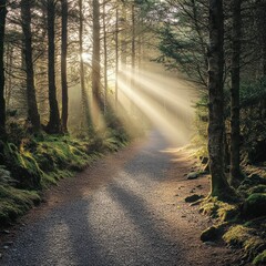 Obraz premium Sunbeams Illuminating a Misty Forest Path