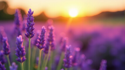 Vibrant lavender blooms basking in the golden glow of a summer sunset