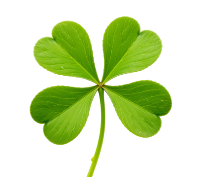 "green four-leaf clover on white and clear setting"
