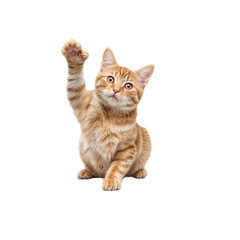 Orange Tabby Kitten High Five:  A playful orange tabby kitten sits and raises its paw in a friendly gesture, eyes wide with curiosity and a touch of mischievousness.