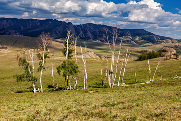 Birches in the Mongolian landscape