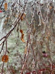 birch tree covered with ice crust in winter