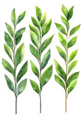 Fototapeta premium Three watercolor sprigs with green leaves on white background botanical illustration art